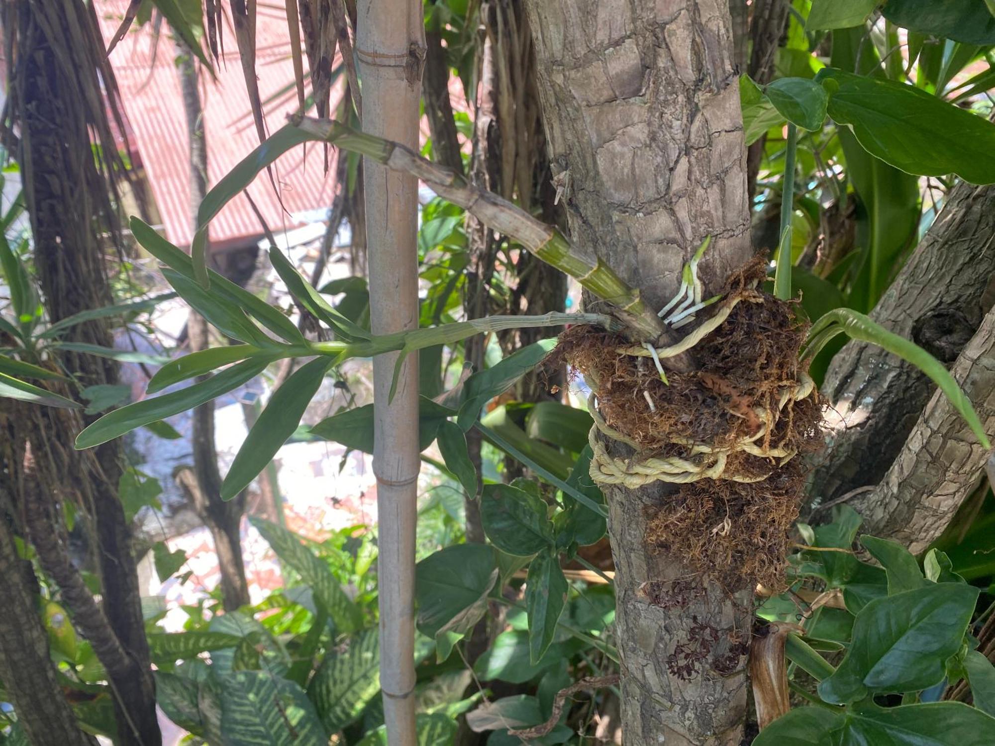 Owl House Piedades Exterior foto